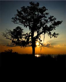 Home Page Image